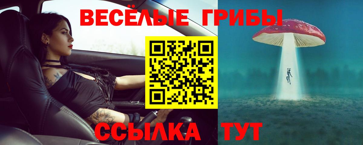 Псилоцибиновые грибы Psilocybe Кингисепп